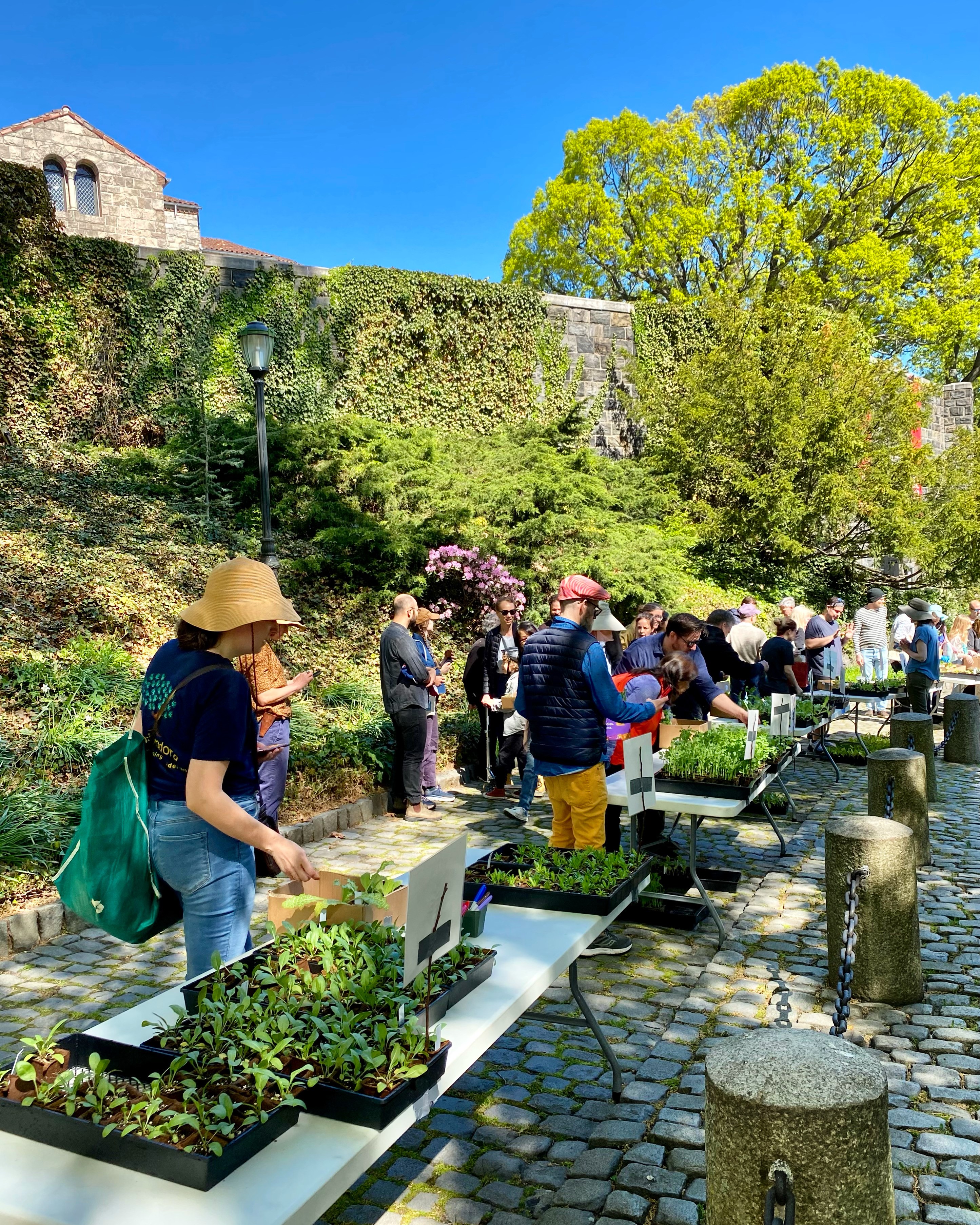 The Met Cloisters Plant Sale | The Metropolitan Museum of Art